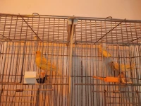 كناري زيو روج canari yeux rouges 
