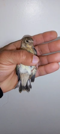 ميلي مقنين كناري