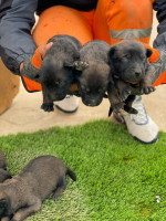 chien-chiots-malinois-bleu-mahelma-alger-algerie