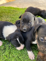 chien-chiots-pitbull-mahelma-alger-algerie