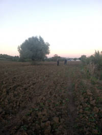 terrain-agricole-vente-el-tarf-taref-algerie