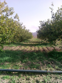 terrain-agricole-vente-el-tarf-asfour-algerie