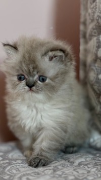 قطط-a-vendre-adorable-femelle-persan-درارية-الجزائر
