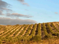 terrain-agricole-vente-ain-temouchent-kihal-algerie