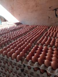 بيض-oeuf-gros-et-detaille-درارية-الجزائر
