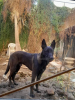 chien-malinois-a-vendre-hydra-alger-algerie