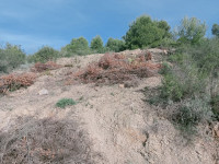 terrain-vente-bejaia-algerie