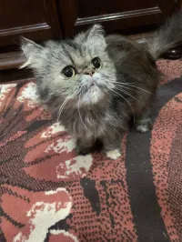 Chatte persan 
