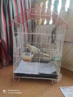 oiseau-2-perruches-avec-une-grande-cage-bologhine-alger-algerie