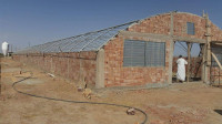 construction-works-بناء-بيوت-تربية-الدواجن-boumedfaa-ain-defla-algeria