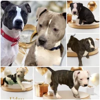 American staffordshire terrier lof 