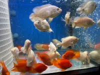 Aquarium Poisson 