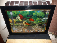 poisson-aquarium-plasma-52cm-avec-poissons-et-accessoires-complet-alger-centre-algerie