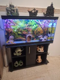 Aquarium avec meuble noir 1m avec accessoires et 20 poissons 
