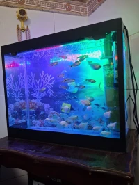 Aquarium 50cm Avec accessoires et 12 poissons TETRA