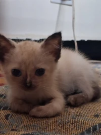 Chaton Femelle PERSAN peki face 2 mois