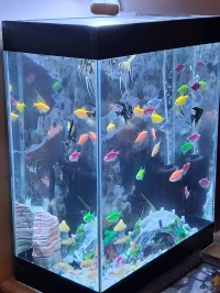 Aquarium complet avec 25 poissons tropicaux adlt