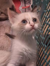 قطة-chats-siamois-25-mois-قطط-سياموا-حمادي-بومرداس-الجزائر