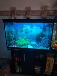 Aquarium avec meuble noire 80x55x25cm