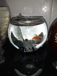 Aquarium Bocal vide 4 modèles 