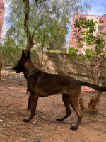 chien-malinois-charbonnier-bab-ezzouar-alger-algerie