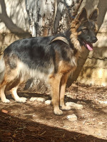 chien-berger-allemand-poil-long-bouzareah-alger-algerie