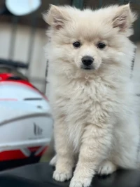 Chiots spitz 