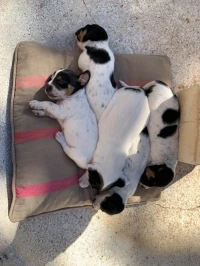 Jack Russel 