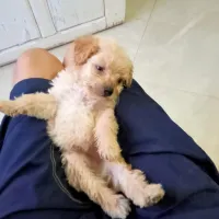 Caniche bichon 