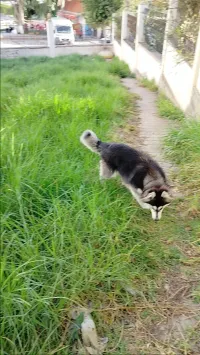 Husky sibérien 