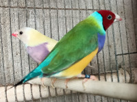 oiseau-2-couples-diamant-de-gould-el-harrach-alger-algerie