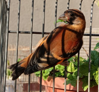 oiseau-jeunes-tarin-rouge-el-harrach-alger-algerie