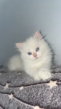 Chats persan 
