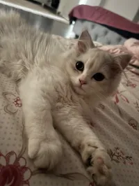Chats persan