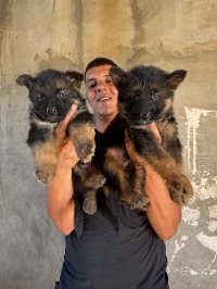 Berger allemand incliné 