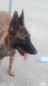 vente un malinoie