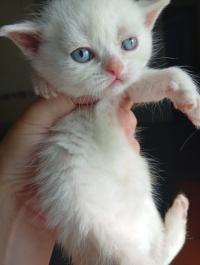 cat-male-persan-croise-british-short-hair-oued-smar-alger-algeria