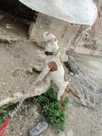 كلب للبيع