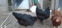 Oeufs poule de race