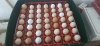 œufs de poules de races
