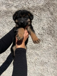 Berger allemand 