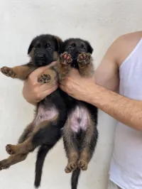 Berger allemand 