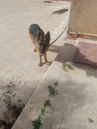 chien-berger-allemand-ouled-fayet-alger-algerie