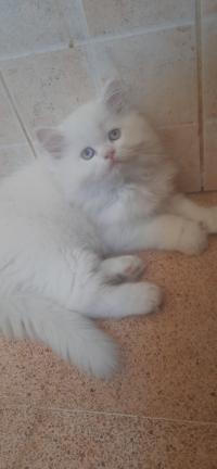 cats-chaton-persan-chinchila-baba-hassen-alger-algeria