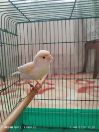 Canari femelle