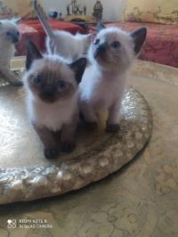 قطة-chatons-siamois-بودواو-بومرداس-الجزائر