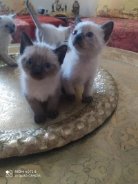 Chatons siamois