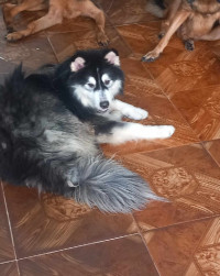 chien-husky-malamute-ain-naadja-alger-algerie