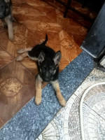 chien-chiots-berger-allemand-ain-naadja-alger-algerie