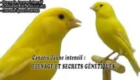 CANARI YEUX ROUGE 